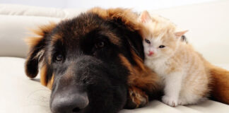 ジャーマンシェパードなしでは寝られない子猫