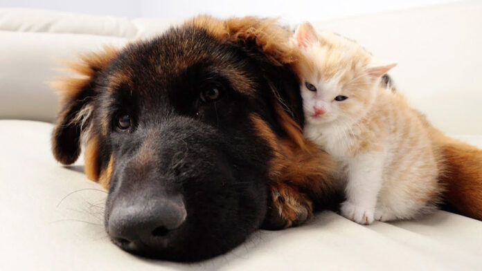 hahanemurenai_neko_title ジャーマンシェパードなしでは寝られない子猫