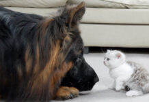 初めて会った子猫とシェパード