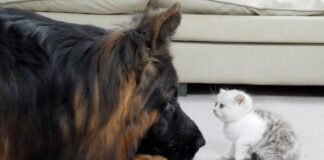 初めて会った子猫とシェパード