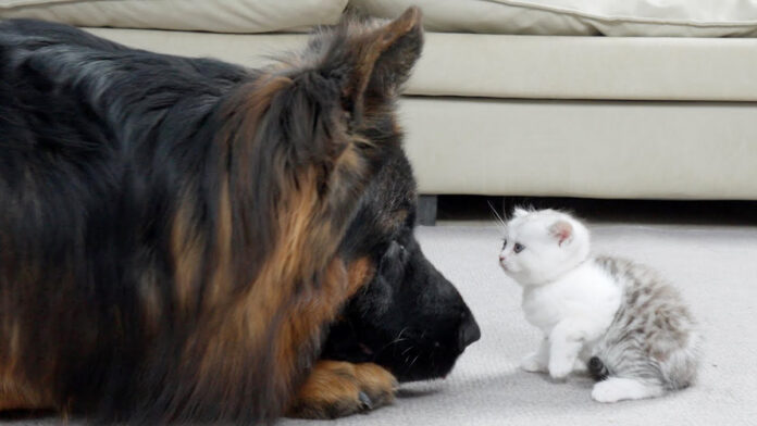 初めて会った子猫とシェパード