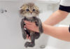 初めてのお風呂で気持ちよくなった子猫