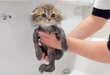 初めてのお風呂で思わず気持ちよくなってしまった子猫が可愛すぎる♡ 初めてのお風呂で気持ちよくなった子猫