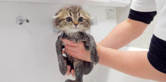 初めてのお風呂で気持ちよくなった子猫