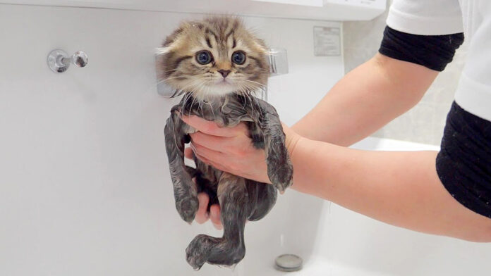 初めてのお風呂で気持ちよくなった子猫