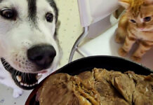 生まれて初めて特大ステーキを食べた子猫と犬達。秒で食べちゃう様子にビックリ! ステーキが気になる犬と子猫