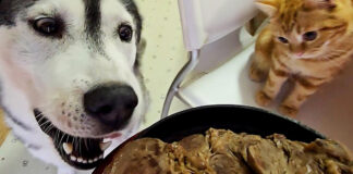 ステーキが気になる犬と子猫