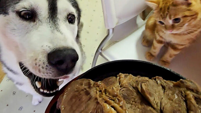 ステーキが気になる犬と子猫