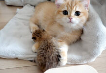 初めて赤ちゃん猫の体重を量ったら… 赤ちゃん猫が気になる子猫が可愛い行動に出た♪ 赤ちゃん猫の世話をする子猫