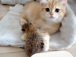 赤ちゃん猫の世話をする子猫