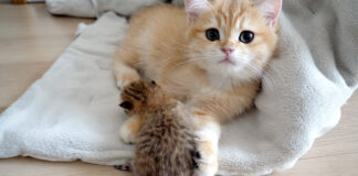 赤ちゃん猫の世話をする子猫