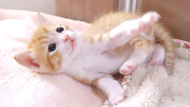 謎のダンスを披露する子猫