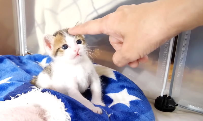 喉を鳴らす子猫