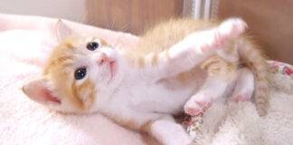 謎のダンスを披露する子猫