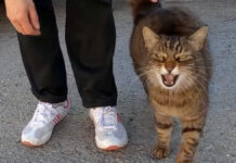 ナデナデを独り占めしたい猫