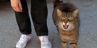 ナデナデを独り占めしたい猫