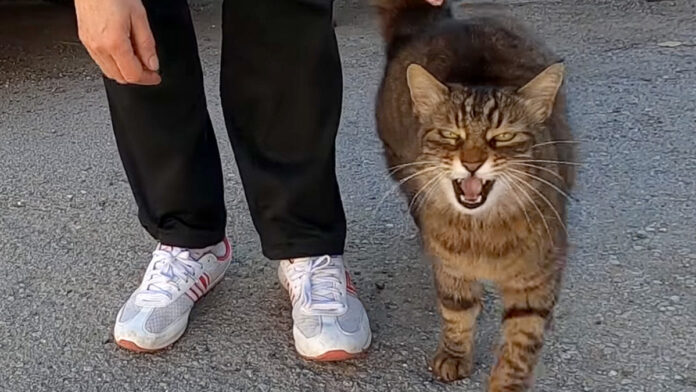 ナデナデを独り占めしたい猫