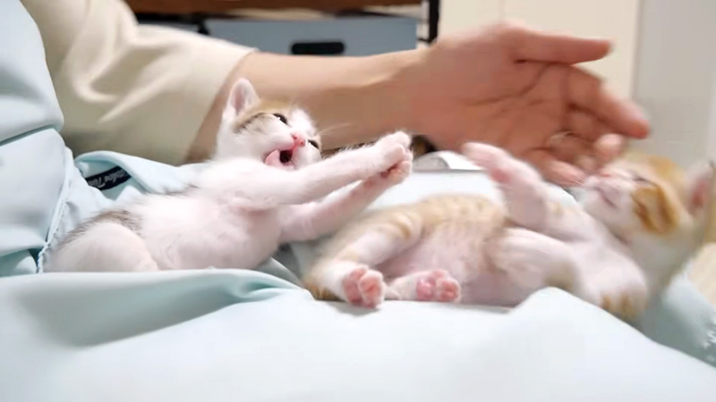 膝から落っこちそうになる子猫