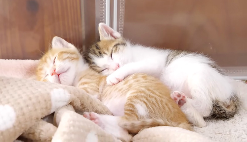 一緒に眠る子猫達
