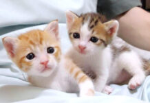 膝の上の子猫達