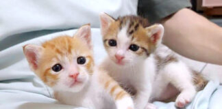 膝の上の子猫達