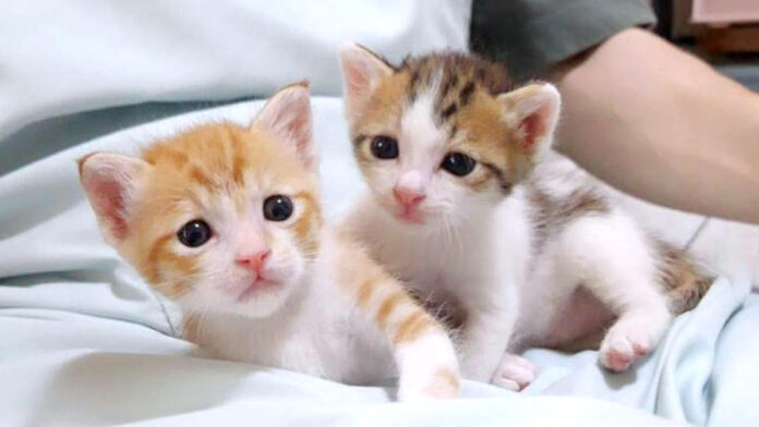 膝の上の子猫達