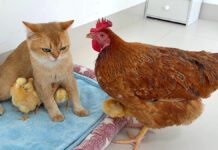 ヒヨコの世話がとっても上手な猫さん。何があってもヒヨコ達を腕の中で守り続ける♡ ヒヨコを守る猫