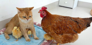 ヒヨコを守る猫