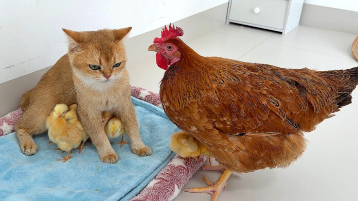 ヒヨコを守る猫