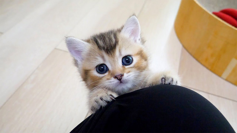 膝に登れない子猫