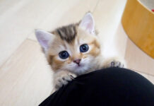 飼い主さんの膝に登りたいけど、高くて登れない子猫の姿が妙に可愛かった♪ 膝に登れない子猫