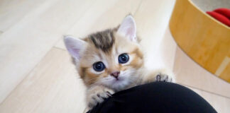 膝に登れない子猫