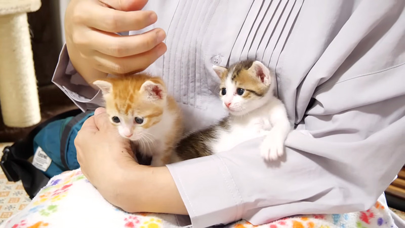 膝の上で遊ぶ子猫達