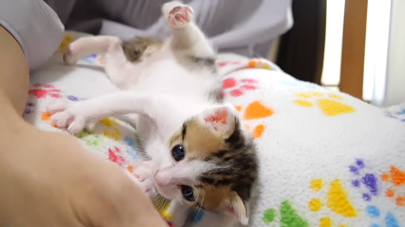 膝から落ちる子猫