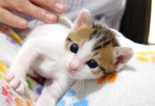 膝からスローモーションで落ちる子猫