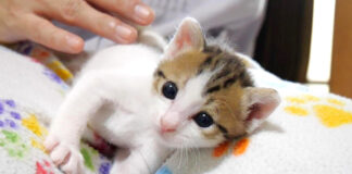 膝からスローモーションで落ちる子猫