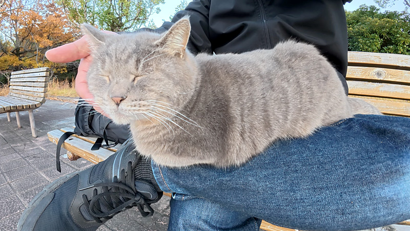 膝の上で撫でられる猫