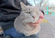 膝を床暖房にする猫