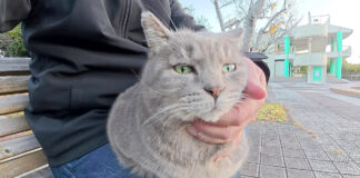 膝を床暖房にする猫