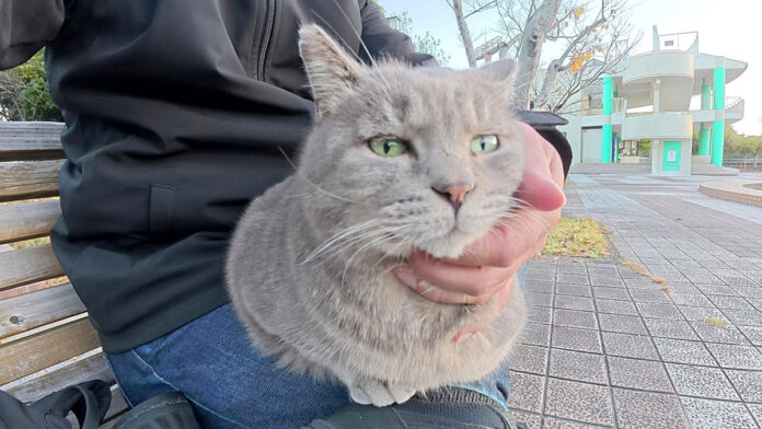 膝を床暖房にする猫