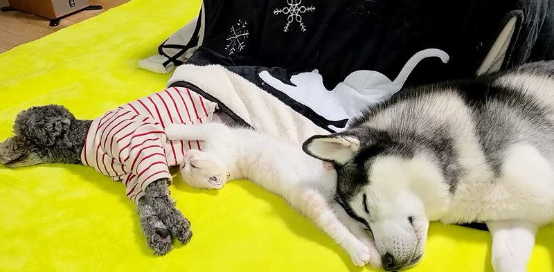 犬達と一緒に過ごす子猫