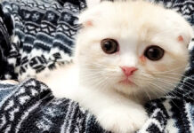 ハスキー犬に育てられた子猫は4年後こうなりました♪ 完全に親子になったふたりにホッコリ♡ 抱っこされる子猫