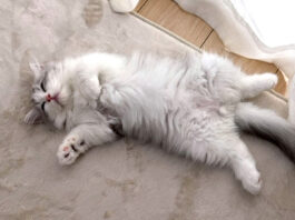 伝説のマザコン子猫が2年ぶりにママに甘えた！ その待望の瞬間に心が