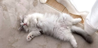 家に来た初日からヘソ天の子猫