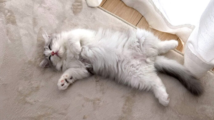 家に来た初日からヘソ天の子猫