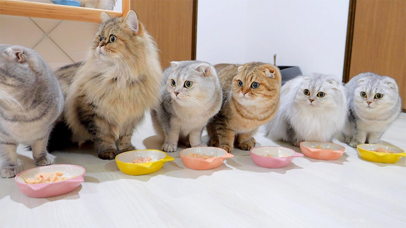 一斉に反応する猫の家族