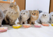 一斉に反応する猫の家族