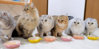 一斉に反応する猫の家族