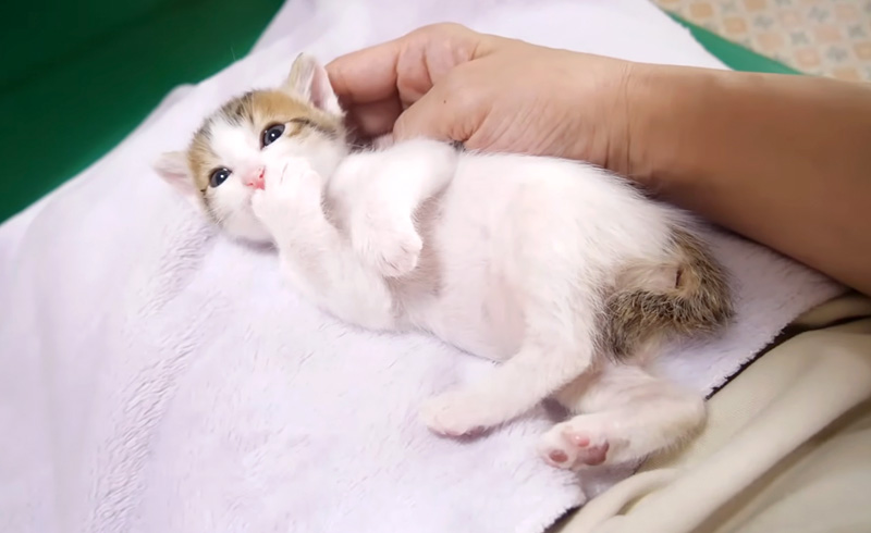 膝の上で甘える子猫