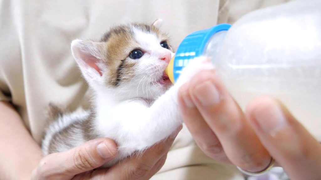 生きるために懸命にミルクを飲んで、いっぱい甘えて、いっぱい遊ぶ